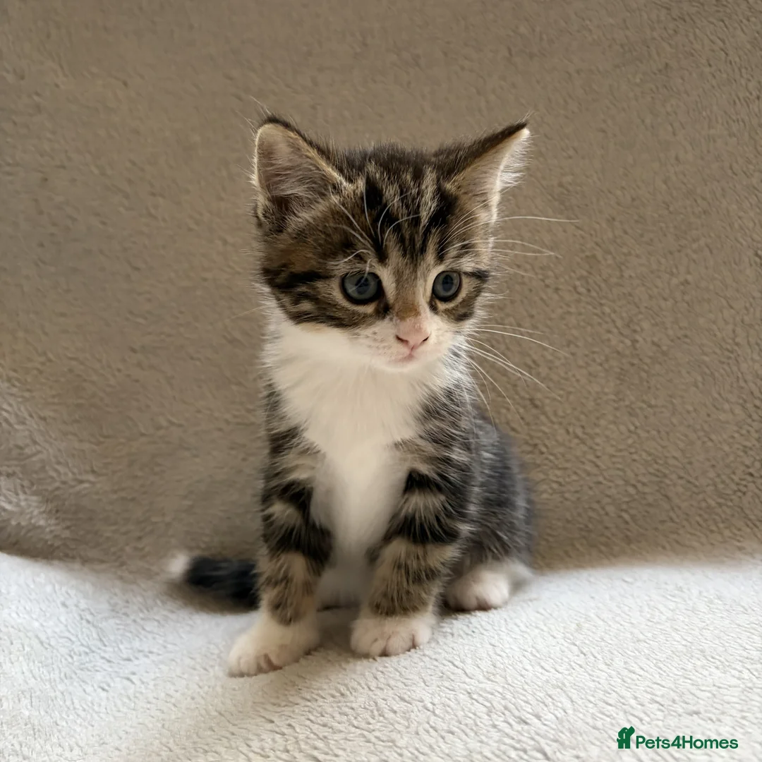 Mixed Breed cats for sale: Adorable Kittens Looking for Their Forever Home - Advert 28