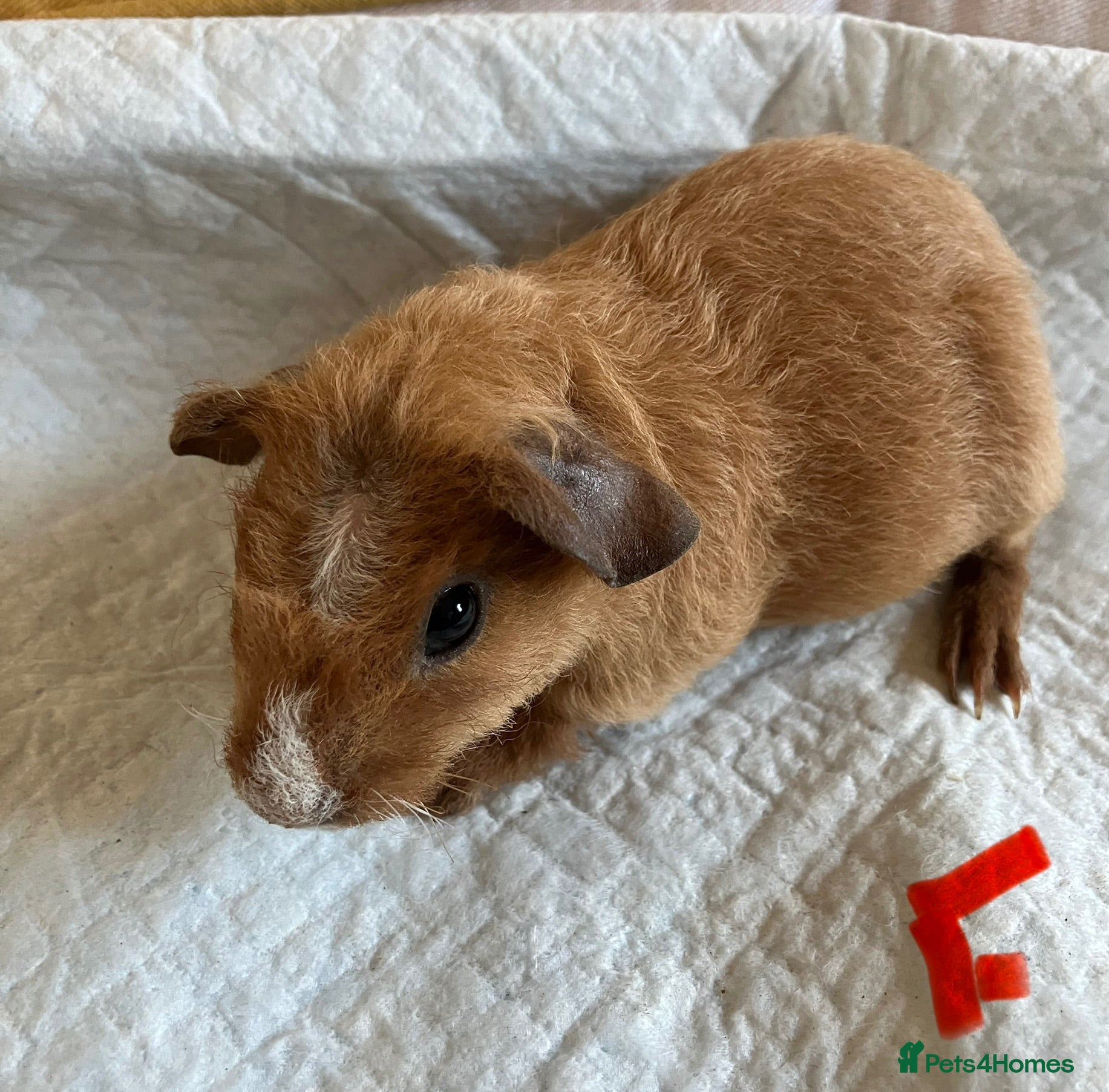 Guinea Pig rodents Lovely guinea pig babies  - Advert 1