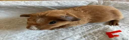Guinea Pig rodents for sale: Lovely guinea pig babies  - Advert 1