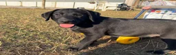 Labrador Retriever dogs for sale: Part Trainer Labradors - Pet/Assistance Dog/Gundog - Advert 9