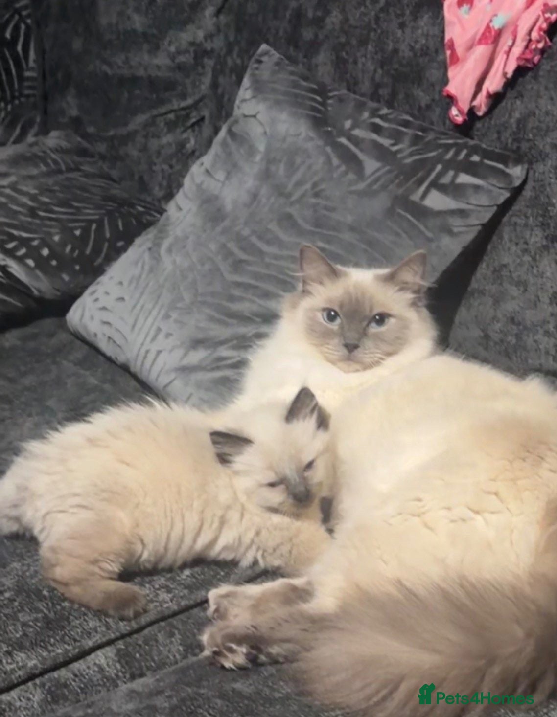Ragdoll cats Ragdoll cross kittens  - Advert 2