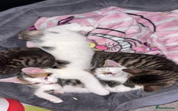 Mixed Breed cats for sale: 2 male kittens for sale - Image 2