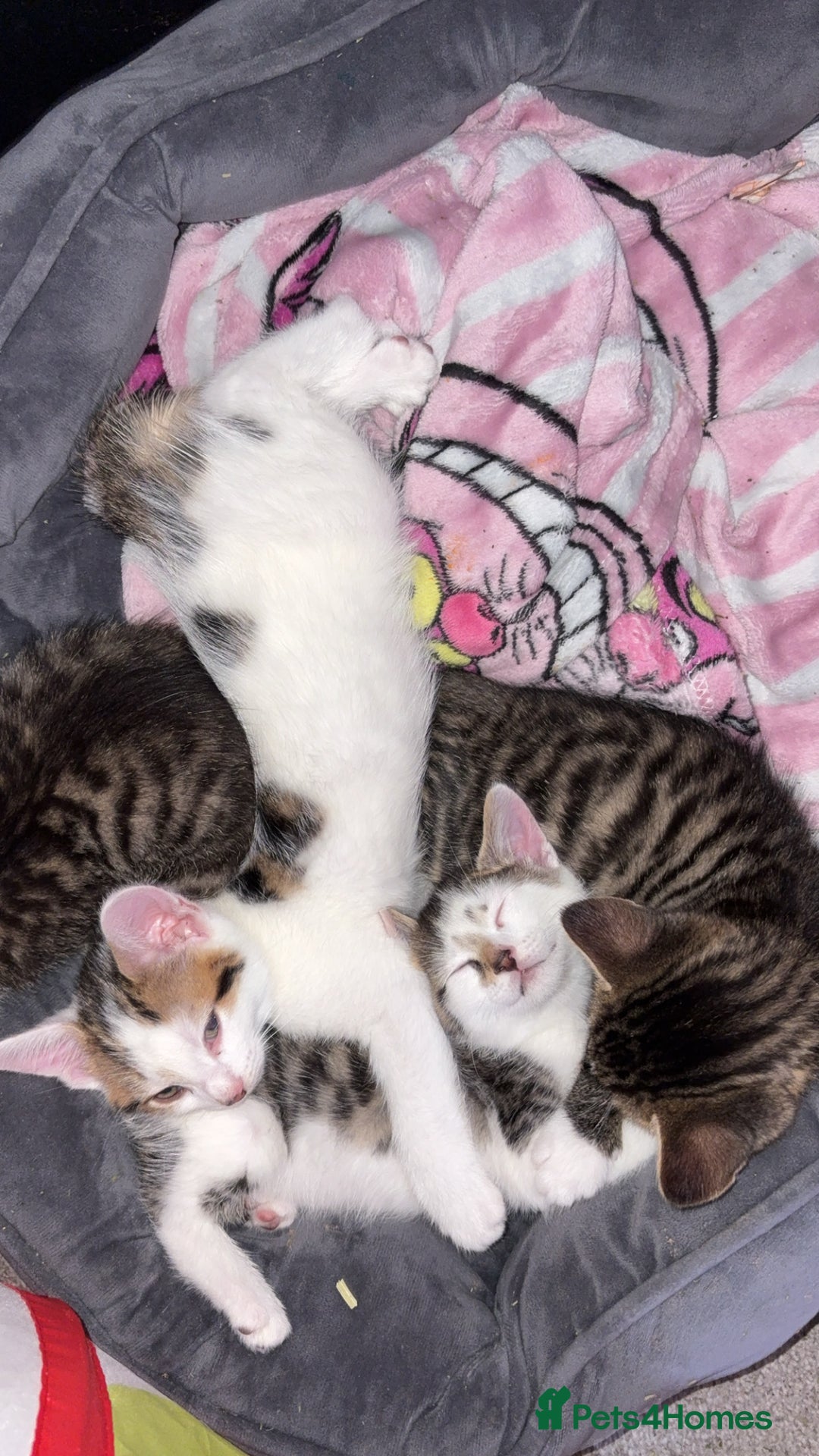 Mixed Breed cats for sale: 2 male kittens for sale - Image 2