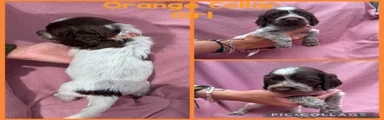 Cocker Spaniel Orange Collar