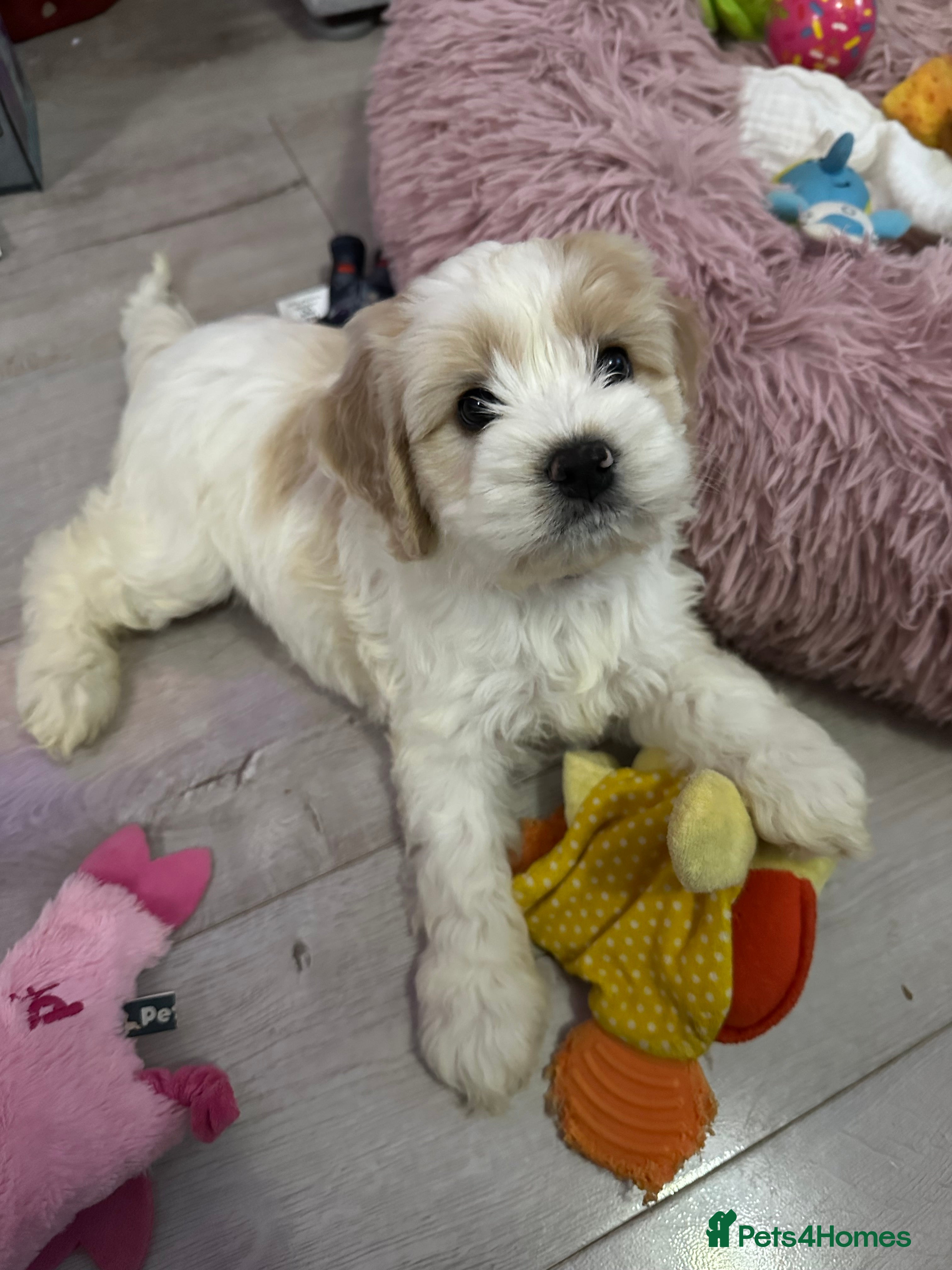 Cockapoo dogs Cockerpoo puppies READY NOW ! - Advert 7