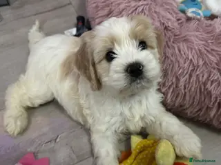 Cockapoo dogs Cockerpoo puppies READY NOW ! - Advert 7