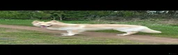 German Shepherd dogs for sale: READY TO GO - German Shepherd Puppies - Advert 8