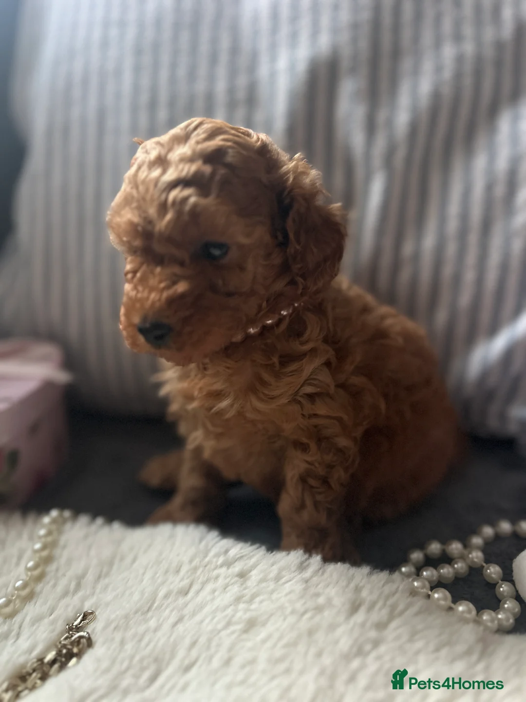 Toy Poodle dogs for sale: 🐩 Toy Poodle Red Puppies - Advert 23