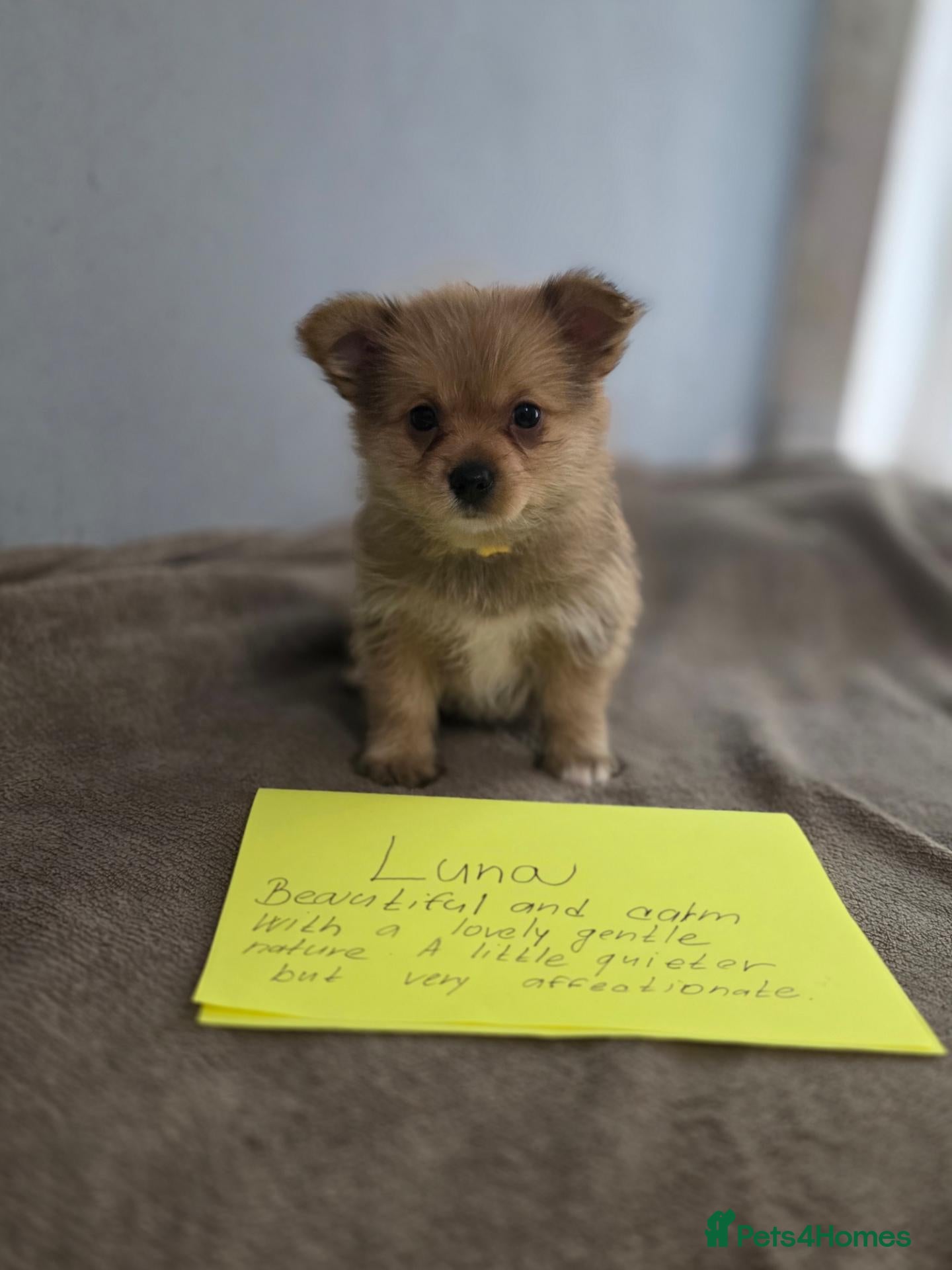 Mixed Breed dogs Yorkie/pomeranian  puppies - Advert 1