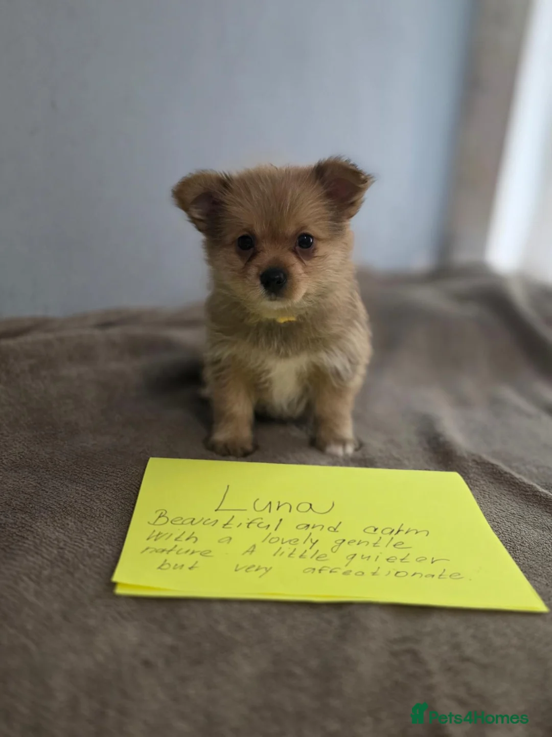 Mixed Breed dogs for sale: Last girl left  she is the funniest one  - Advert 1