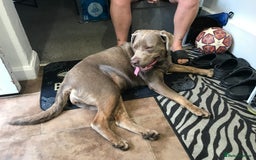 Mixed Breed dogs for sale: Labrador x cane corso - Image 1