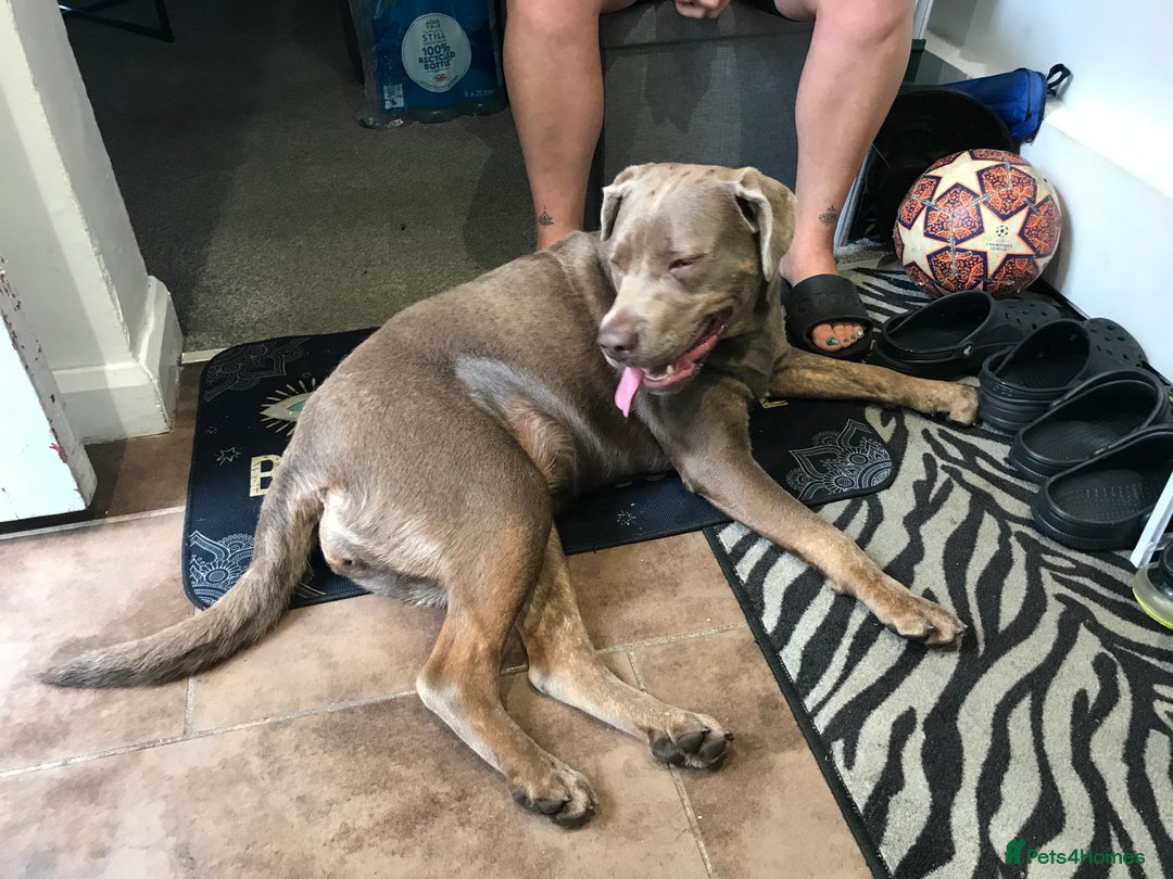 Mixed Breed dogs for sale: Labrador x cane corso - Image 1