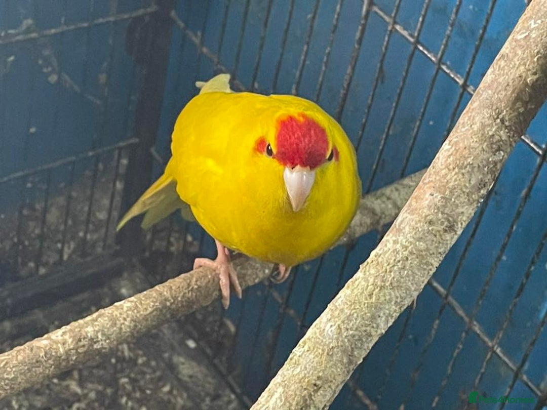 Parakeets birds for sale: Buttercup cock Kakariki - Advert 3