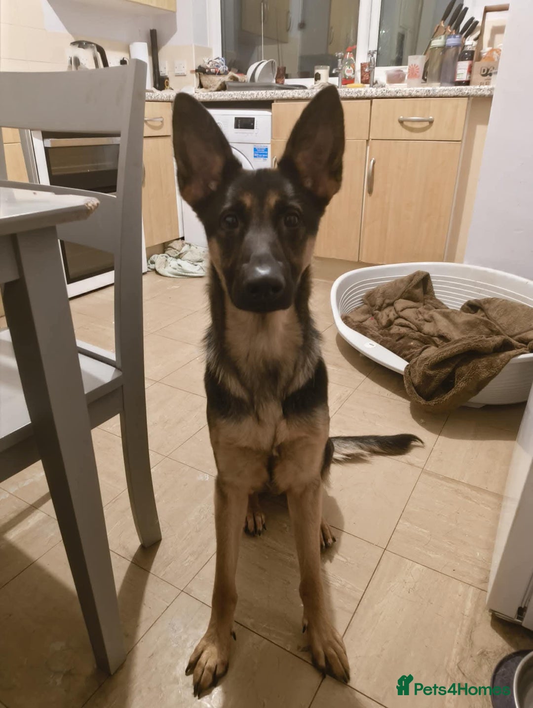 German Shepherd dogs for adoption: Roxie - Advert 3