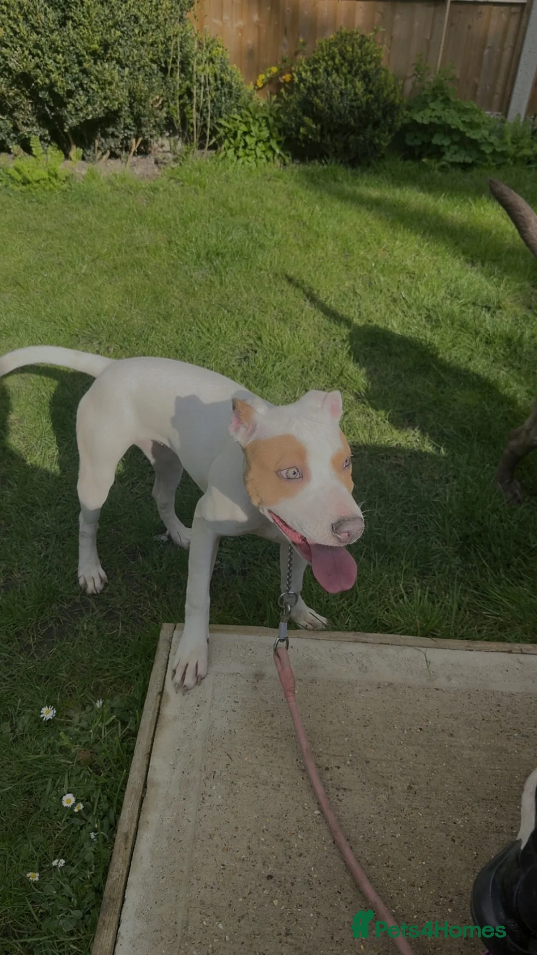 American Bull Staffy dogs for sale: Staff cross American bully  in Salisbury - Advert 1