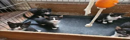 Mixed Breed cats for sale: 4 lovely kittens looking for new home 🏡  in Thetford - Advert 4