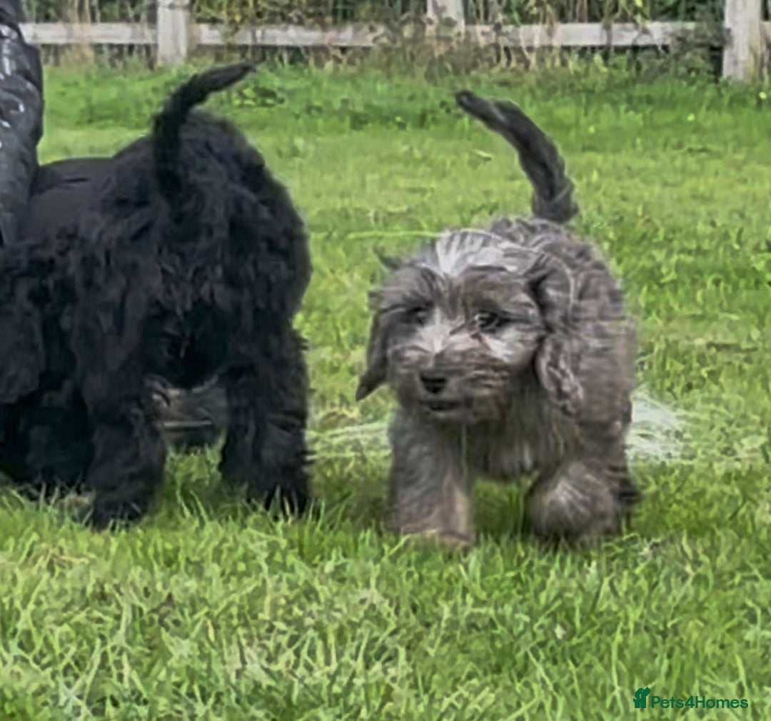 Cockapoo dogs for sale: F1 unique cockerpoo pups  - Image 13