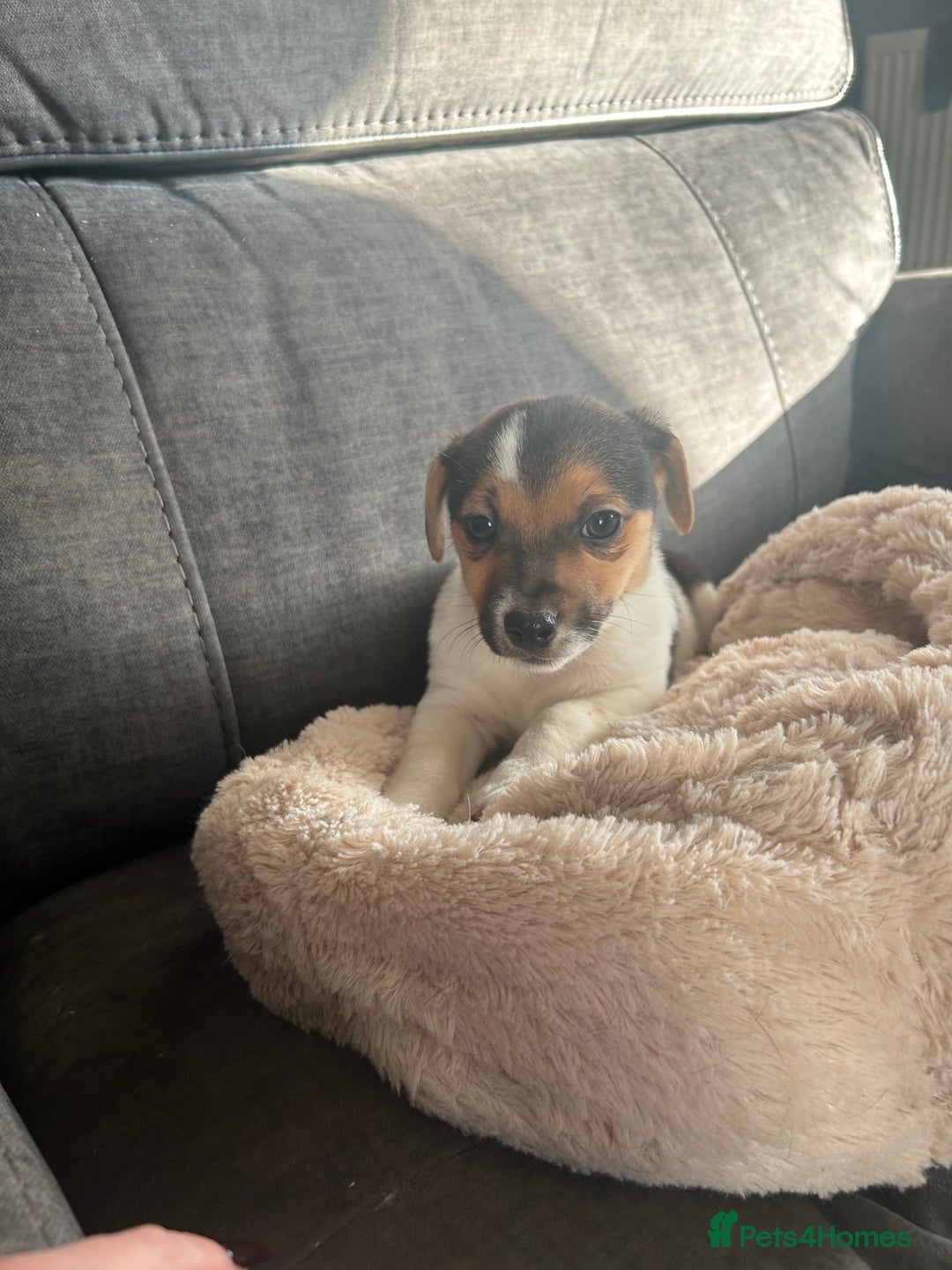 Jack Russell dogs for sale: Jack Russell pups  - Image 23