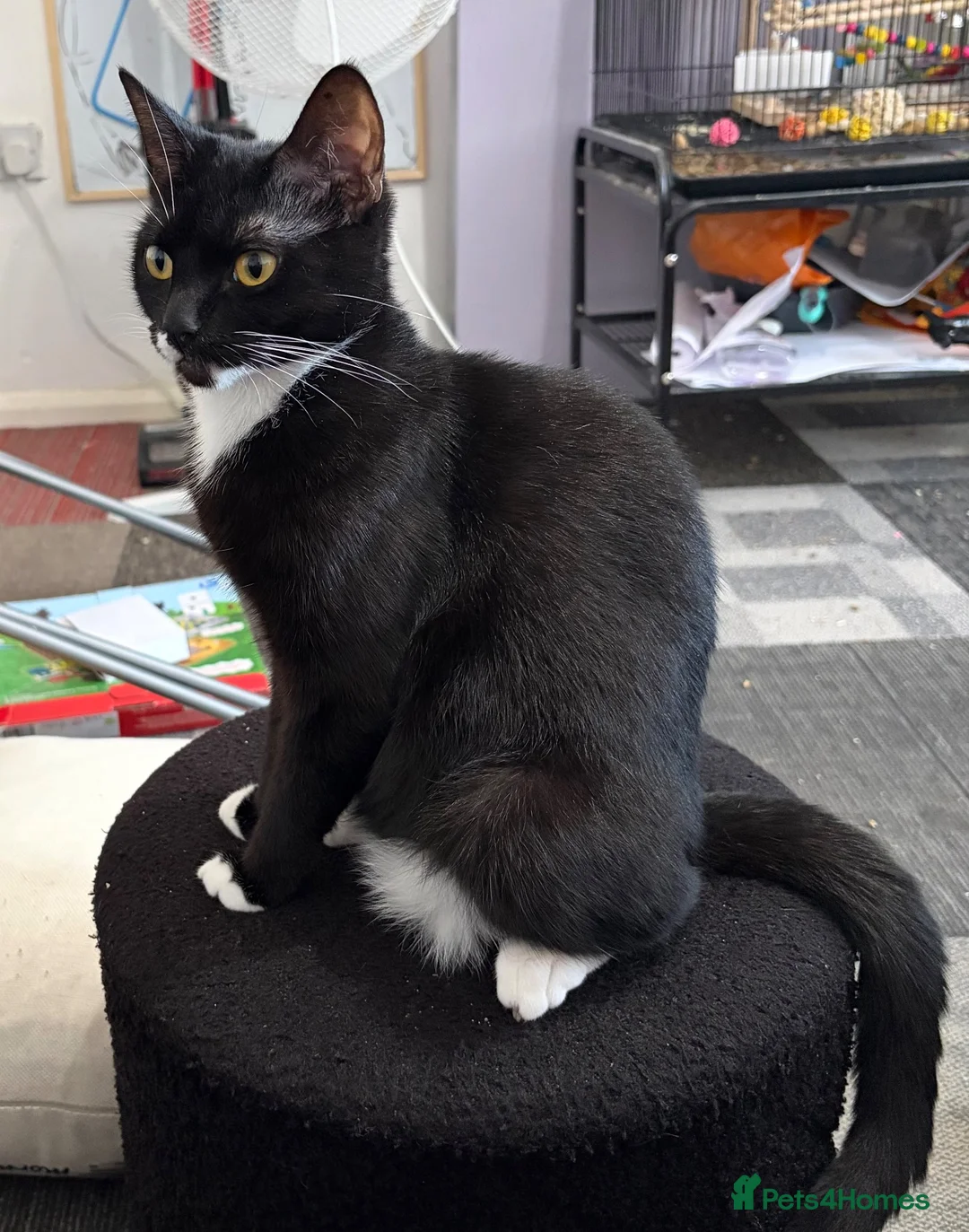 Mixed Breed cats for sale: Meet Poppy! in Ramsgate - Advert 1
