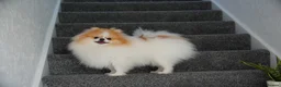 Pomeranian dogs for sale: Two Lovely Pomeranians Looking for a New Home - Advert 4