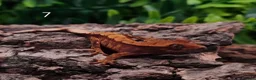 Gecko reptiles for sale: Juvenile Crested Geckos with full Lineage - Advert 22