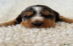 Cocker Spaniel dogs for sale: Full Health Tests KC Reg Showline Cocker Spaniels - Image 18