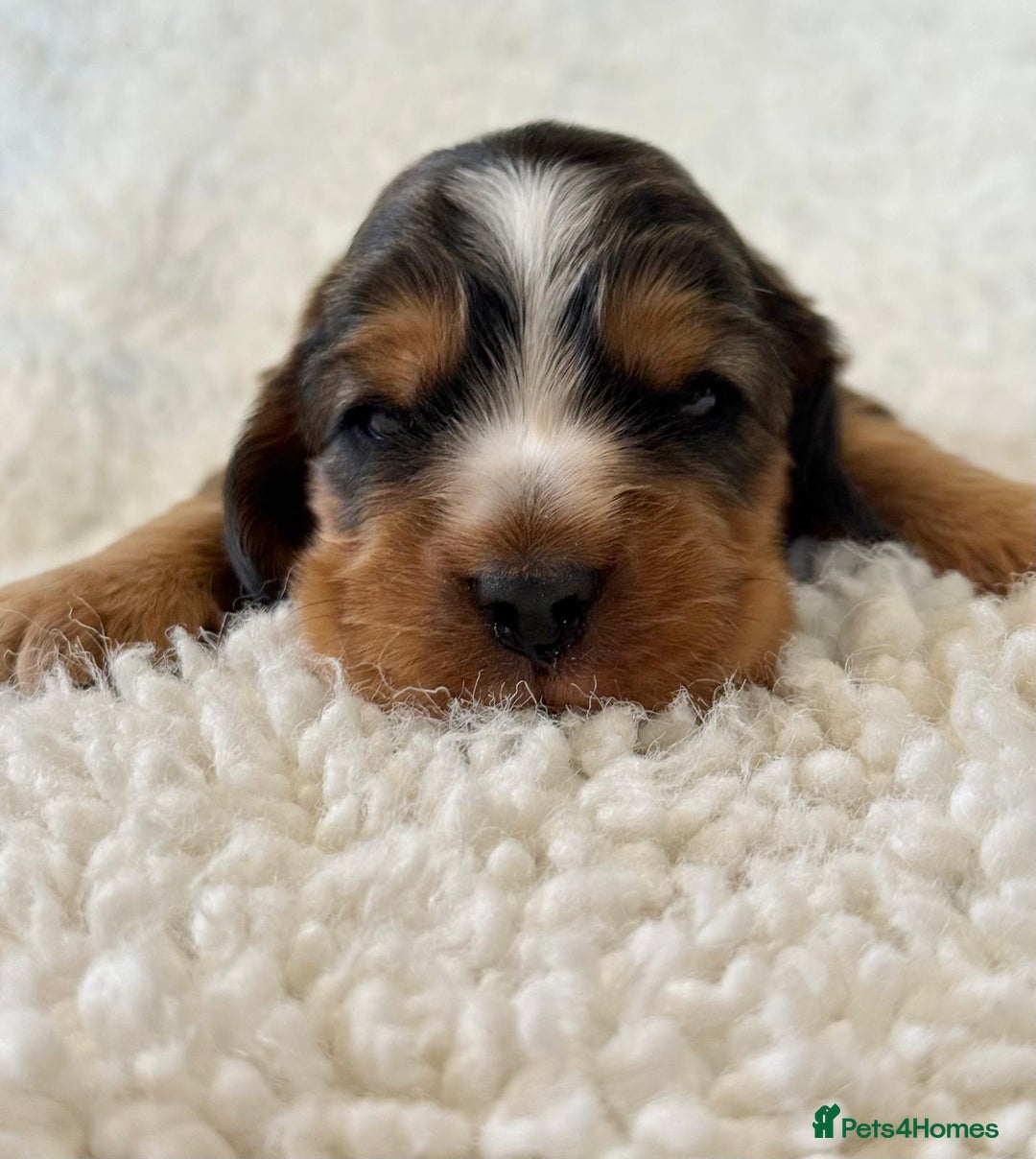 Cocker Spaniel dogs for sale: Full Health Tests KC Reg Showline Cocker Spaniels - Image 18