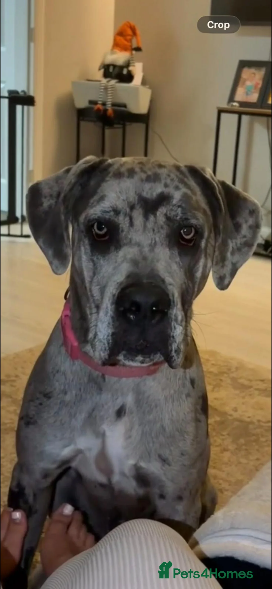 Cane Corso dogs for sale: Healthy adorable puppies Breed Cain corse.    - Advert 2