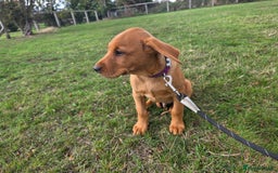 Labrador Retriever dogs for sale: KC Registered Fox Red Labrador Puppies - Image 14