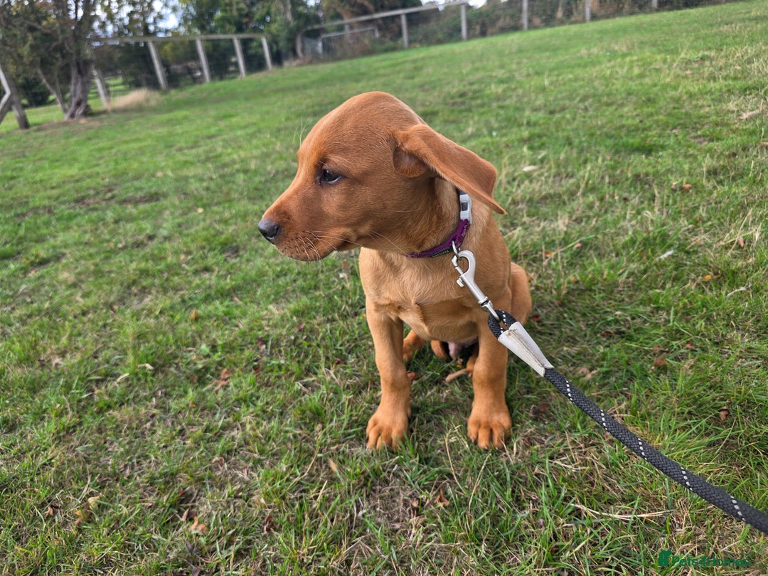 Labrador Retriever dogs for sale: KC Registered Fox Red Labrador Puppies - Image 14