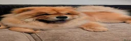 Chow Chow dogs for sale: Chow chow  - Advert 4