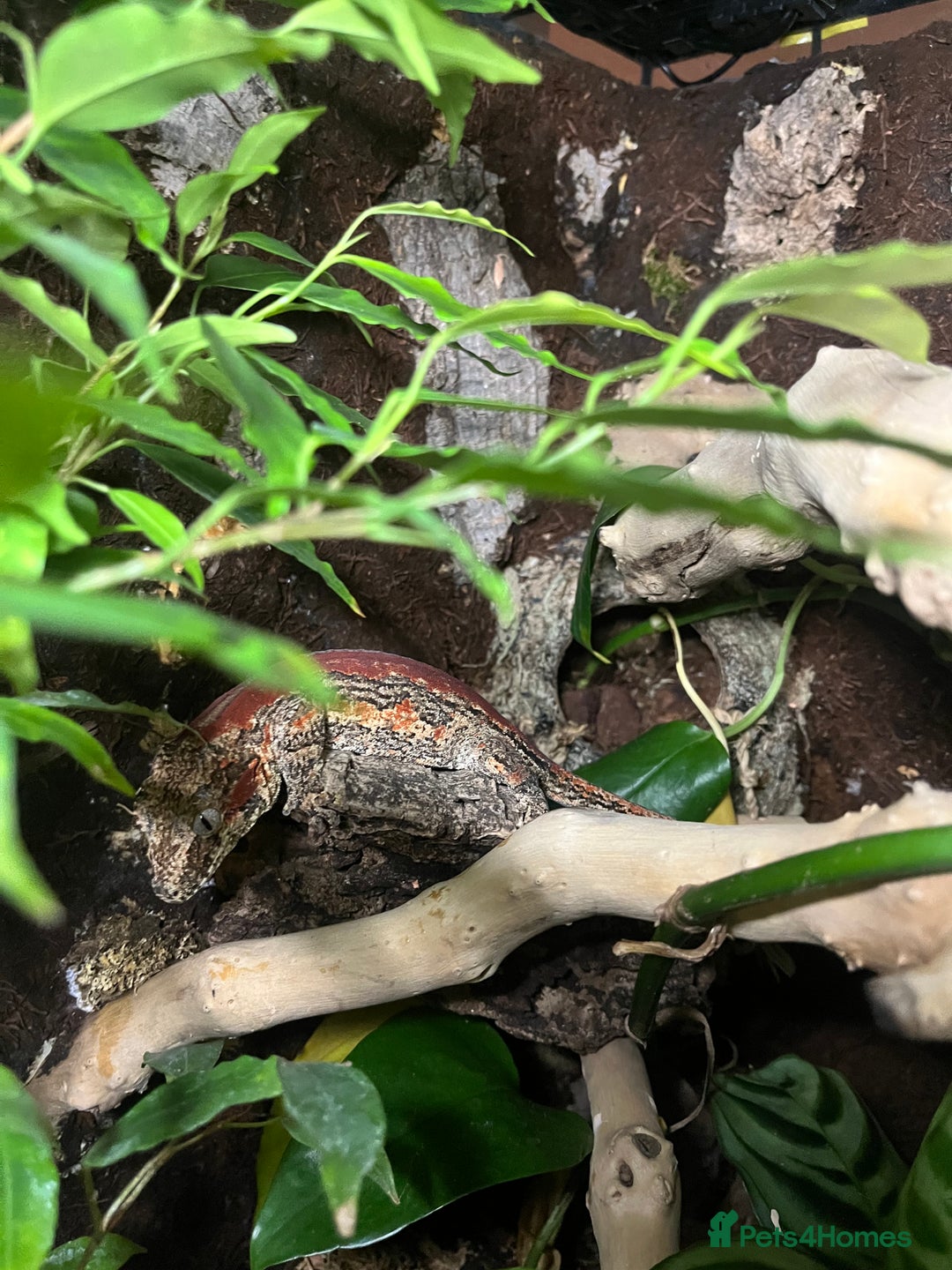 Gecko reptiles for sale: Gargoyle Gecko (Stunning Stripes) & full a+ Setup - Image 4