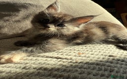 Maine Coon cats for sale: Tica registered Maine Coons from champion lines  - Image 9