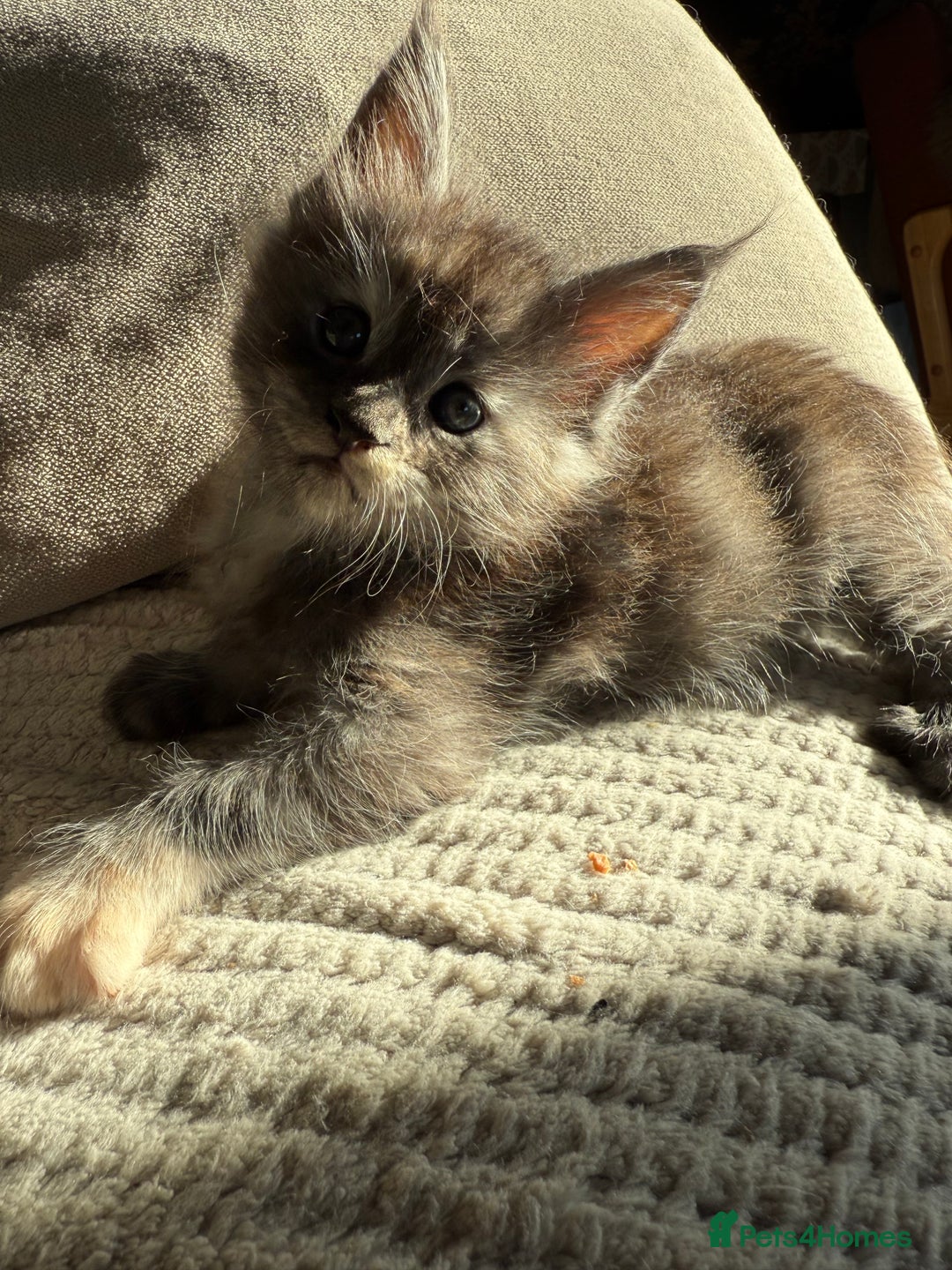 Maine Coon cats for sale: Tica registered Maine Coons from champion lines  - Image 9