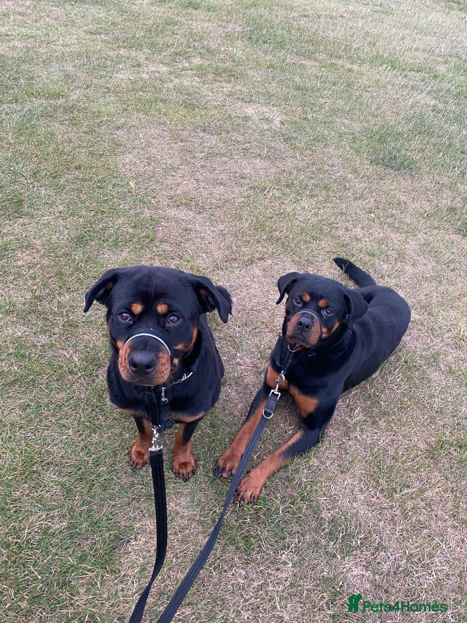 Rottweiler dogs 2 Rottweiler bitches, not bonded.  - Advert 1