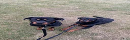 Rottweiler dogs for sale: 2 Rottweiler bitches, not bonded.  - Advert 1