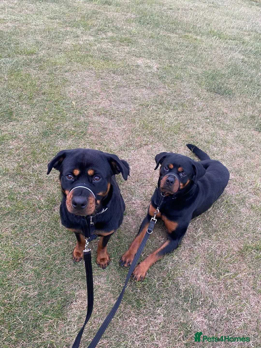 Rottweiler dogs for sale: 2 Rottweiler bitches, not bonded.  - Advert 1