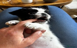 Mixed Breed dogs for sale: Shitzu cross pug LAST BOY - Image 2