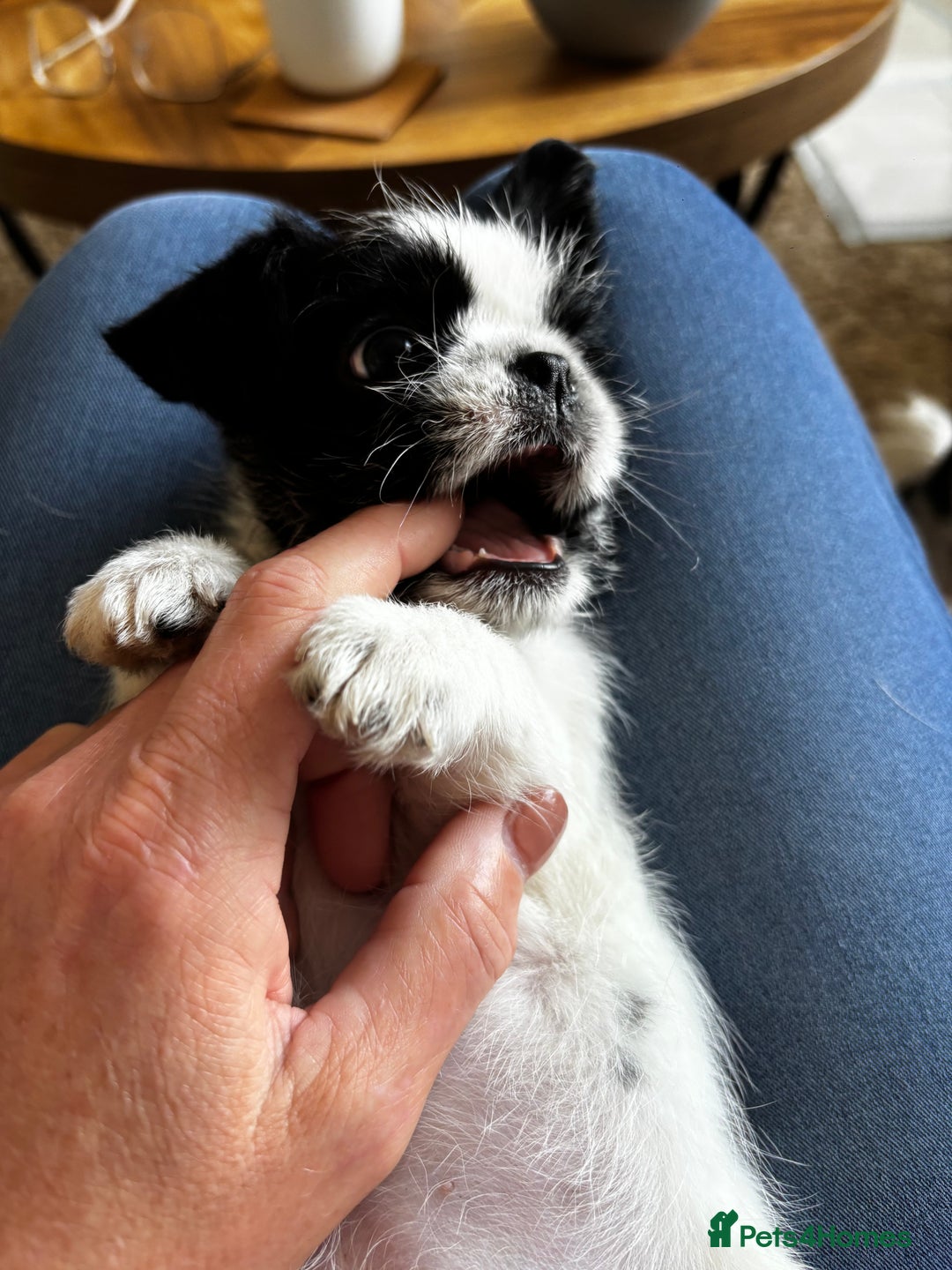 Mixed Breed dogs for sale: Shitzu cross pug LAST BOY - Image 2