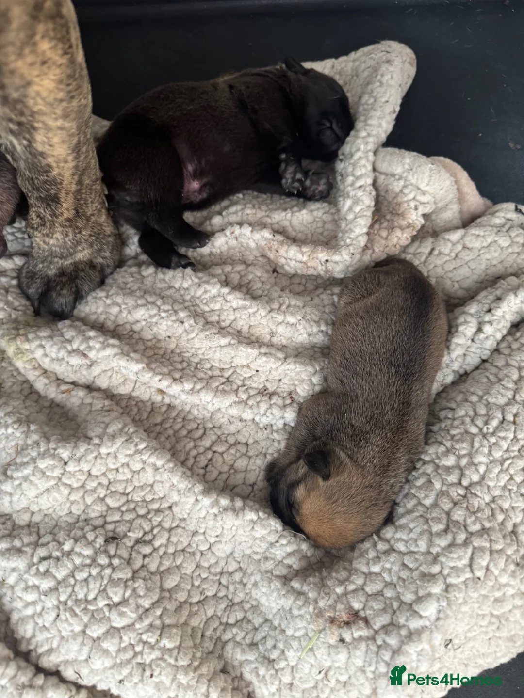 Mixed Breed dogs for sale: Old tyme babies in Wisbech - Advert 10