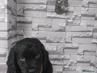 Sprocker dogs F1 SPROCKER SPANIELS ( 1 BOY LEFT ) - Advert 3