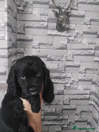 Sprocker dogs - Advert 1