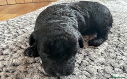 Cavapoo dogs for sale: 2 Gorgeous blacks cavapoo puppies  - Image 7