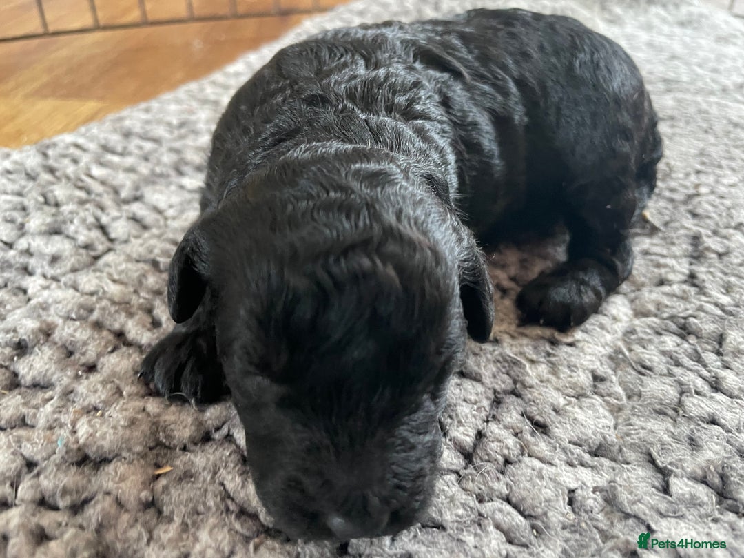 Cavapoo dogs for sale: 2 Gorgeous blacks cavapoo puppies  - Image 7