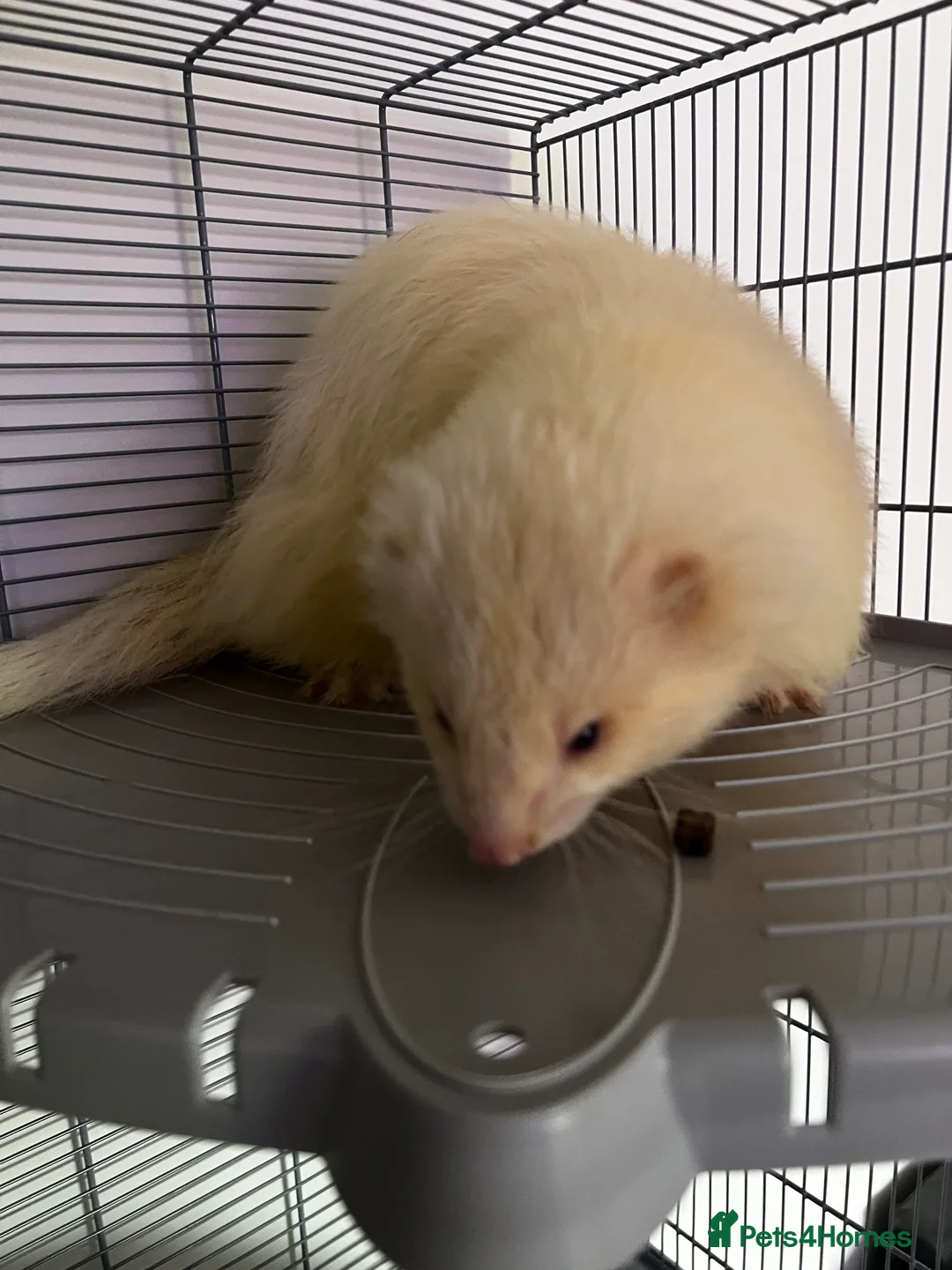 Ferret rodents for sale: Beautiful boy  in Hailsham - Advert 1