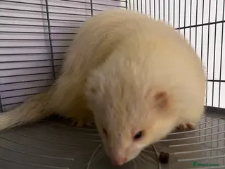 Ferret rodents Beautiful boy in Hailsham - Advert 2