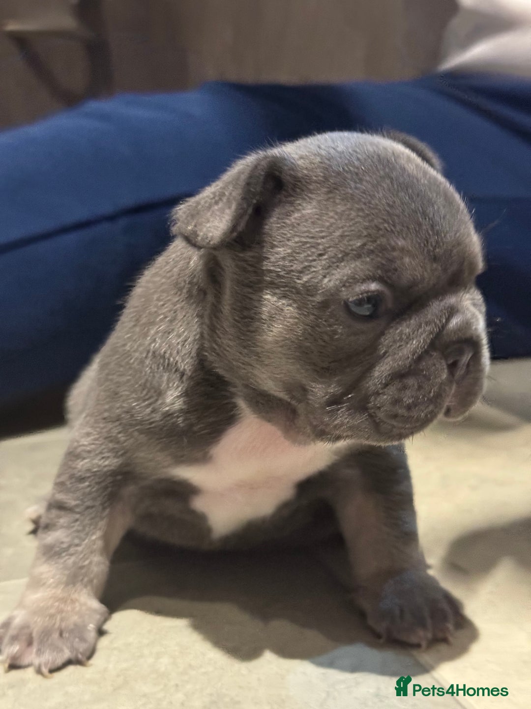 French Bulldog dogs for sale:  AMAZING PUPS  - Advert 7