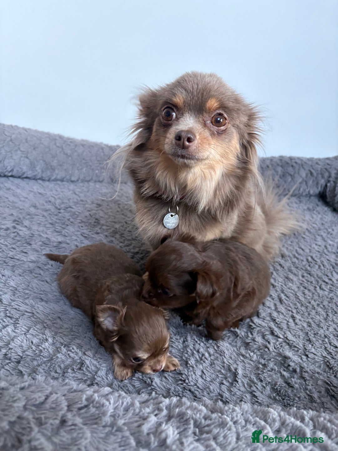 Chihuahua dogs for sale: 💗 One Beautiful Longhaired Chihuahua Puppy Girl  - Advert 8