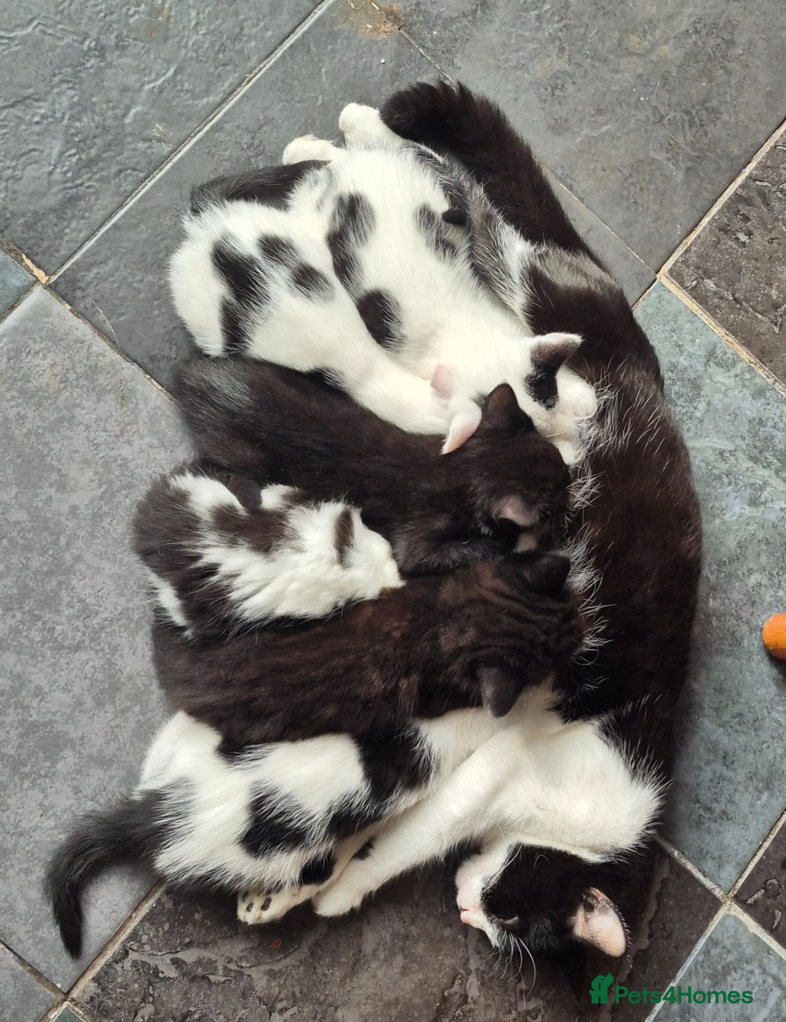 Mixed Breed cats Beautiful magpie/tuxedo - Advert 1