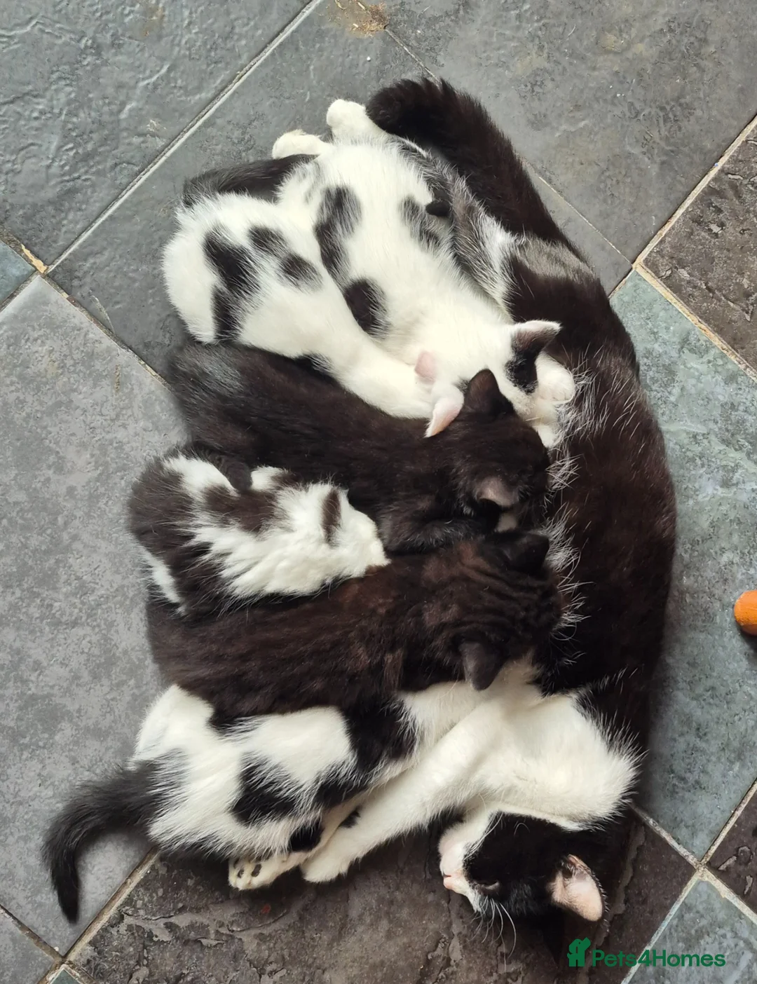 Mixed Breed cats for sale: Beautiful magpie/tuxedo in Broseley - Advert 1